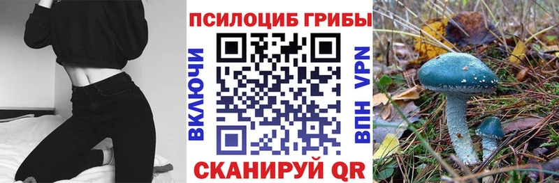 Купить Дмитровск Галлюциногенные грибы Psilocybine cubensis